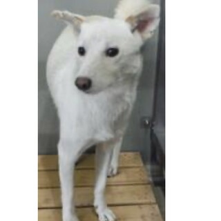 里親様を待っています。成犬♀170