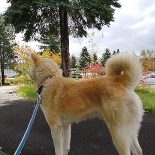 ジェントリーな秋田犬