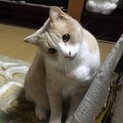 ベタ慣れ スキンシップ大好きな男の子！