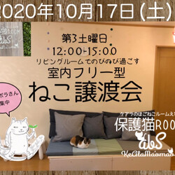 第6回えびす譲渡会 / 室内フリーねこ譲渡会