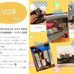 第6回えびす譲渡会 / 室内フリーねこ譲渡会 サムネイル2