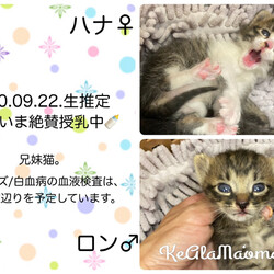 第6回えびす譲渡会 / 室内フリーねこ譲渡会 サムネイル3