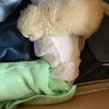 目が開いていない生後1週間の赤ちゃんです！
