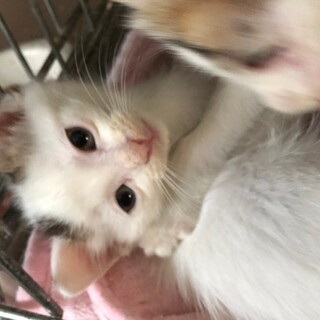 キジシロの男の子　白玉くん