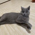 毛並みの綺麗な女の子