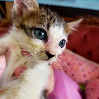 キジシロの女の子　よもぎちゃん