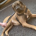 土佐犬♂よろしくお願い致します
