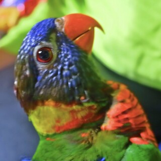 里親募集！可愛がってくれる方