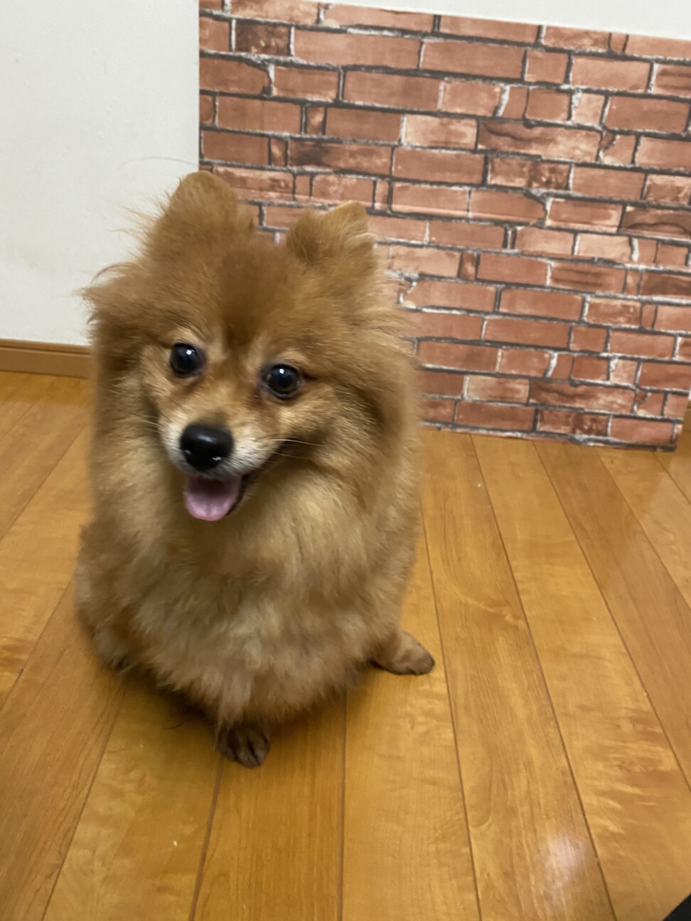 ポメラニアン すあまちゃ 静岡県 犬の里親募集 ペットのおうち 月間利用者150万人 ポメラニアン すあまちゃ 静岡県 犬の里親募集 ペットのおうち 月間利用者150万人