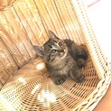 ふわキジオス　生後９週齢
