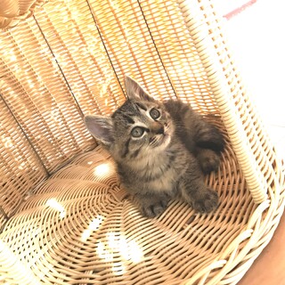 ふわキジオス　生後９週齢