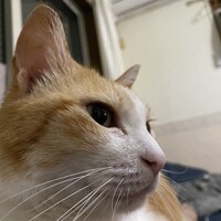 はる
