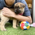 人懐っこいウーロンちゃん1ヶ月半