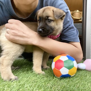 人懐っこいウーロンちゃん1ヶ月半