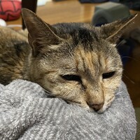 しん