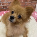 ポメラニアン　リオちゃん　里親募集中