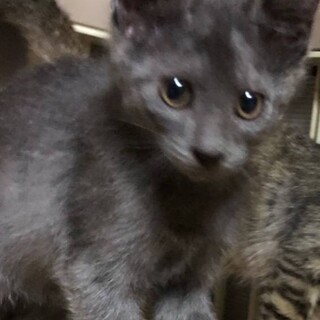 グレー色の子猫アッシュ君