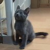 グレー色の子猫アッシュ君 サムネイル2