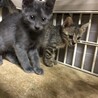 グレー色の子猫アッシュ君 サムネイル3