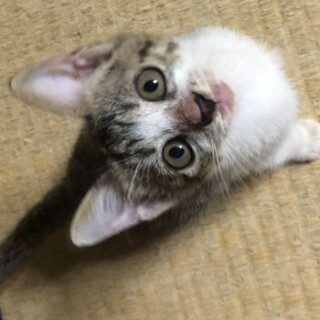 キジ白子猫ラテくん