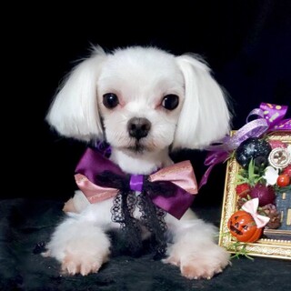 氷川丸（ひかわまる）性格花丸の可愛い系男子