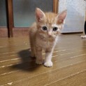 可愛い茶トラ子猫ナタくん