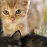 可愛い茶トラ子猫ナタくん サムネイル2