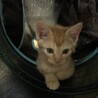 可愛い茶トラ子猫ナタくん サムネイル3