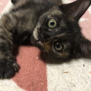 サビ子猫エナちゃん