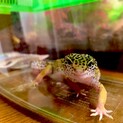 レオパ♀(マックスノー)飼育用品込みです。