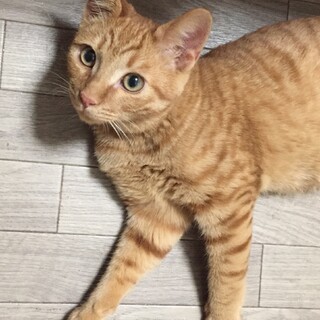 トライアル中ゴロゴロ甘える茶トラくん5ヶ月