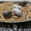 ハムスターの赤ちゃん