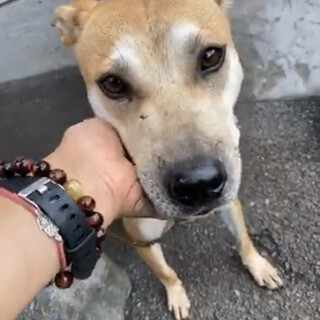 里親様決定しました！ありがとうございました✨✨