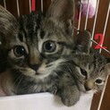 無事に二匹一緒に新しい家族が見つかりました    