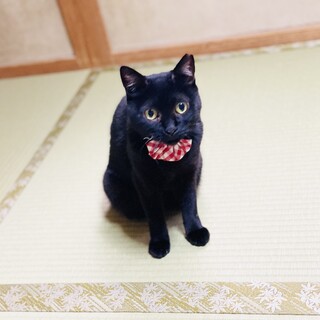 甘えた黒ちゃん^ ^【川西市】お留守番OK