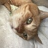 仙人ブーちゃん