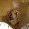我がまま甘えん坊ベルちゃん