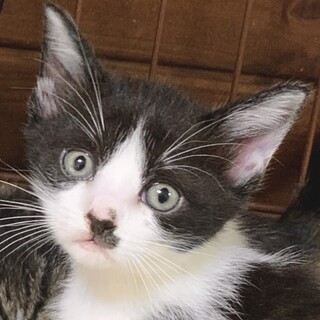 2ヶ月。子猫の里親募集中。