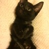 生後1ヶ月の子猫 サムネイル2