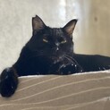 三毛猫さん