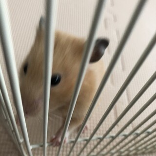 ゴールデンハムスター♀の里親募集です