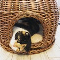 おっとり三毛猫さん