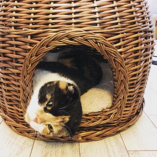 おっとり三毛猫さん