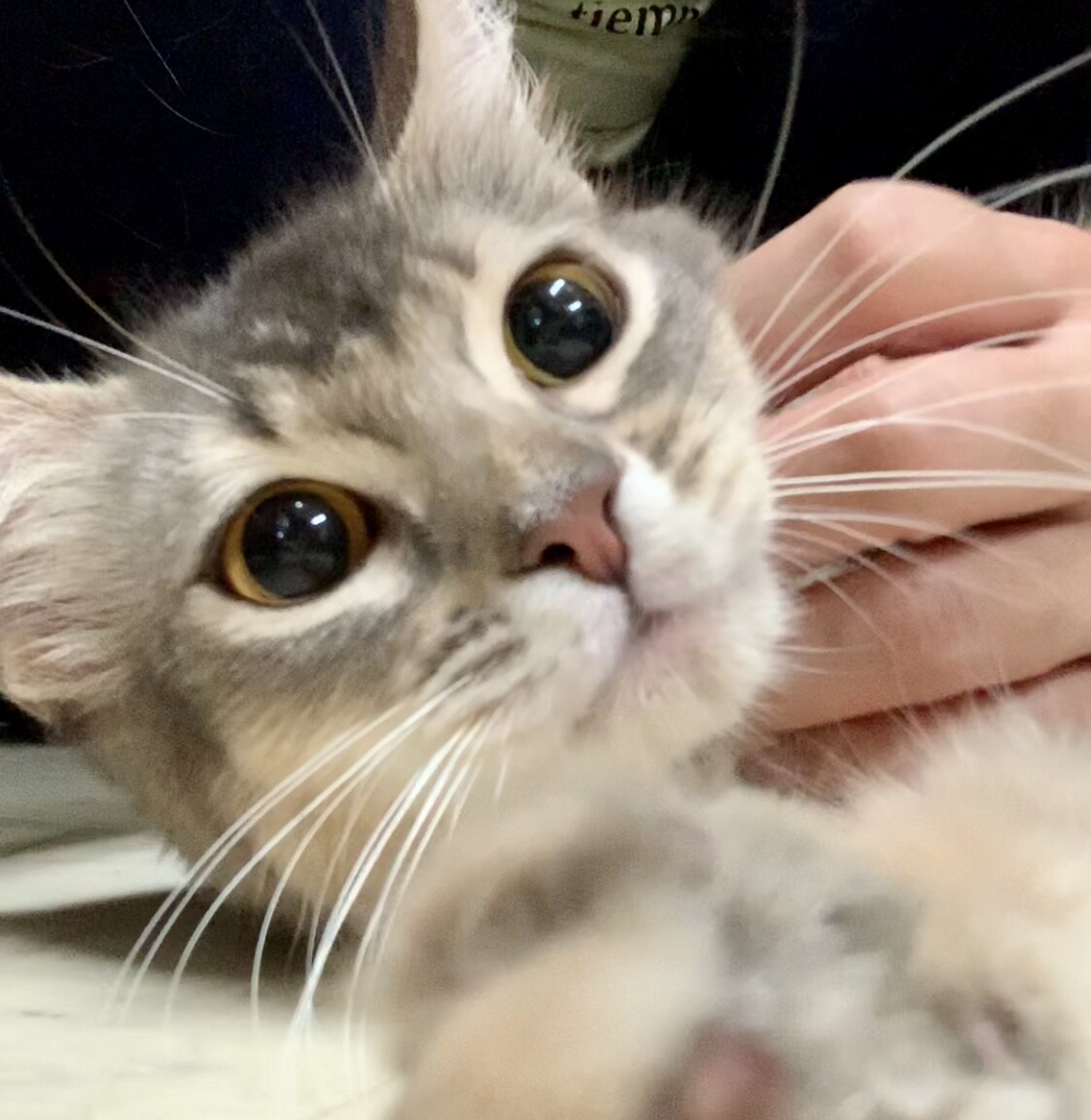 可愛い甘えん坊ソマリ女の子 大阪府 猫の里親募集 ペットのおうち 月間利用者150万人