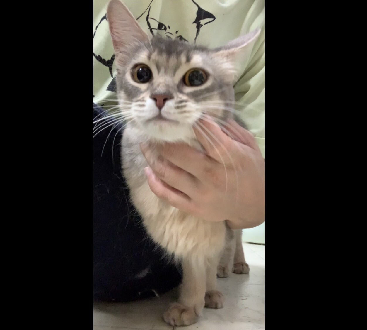 可愛い甘えん坊ソマリ女の子 大阪府 猫の里親募集 ペットのおうち 月間利用者150万人