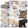 沖縄 ハピネコ会のシェルター猫たち…