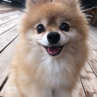 くりくりお目目の　クララ♀ポメラニアン