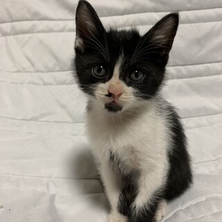 白黒猫、優しい家族決定ですありがとうございました。