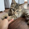 単身者OK✴︎ウイルス検査陰性✴︎遊び好きな男の子 サムネイル4