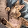 単身者OK✴︎ウイルス検査陰性✴︎遊び好きな男の子 サムネイル6